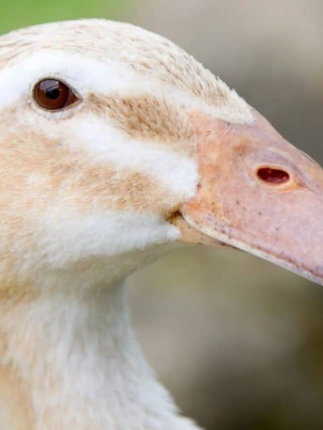 Duck Teeth: A Look Inside Their Mouth - AZ Animals