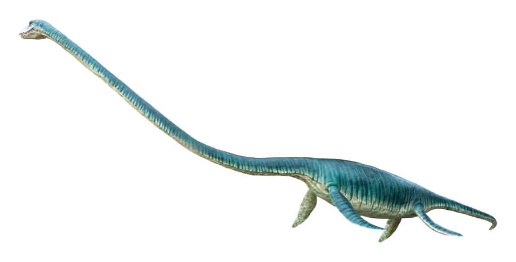 Elasmosaurus with long neck