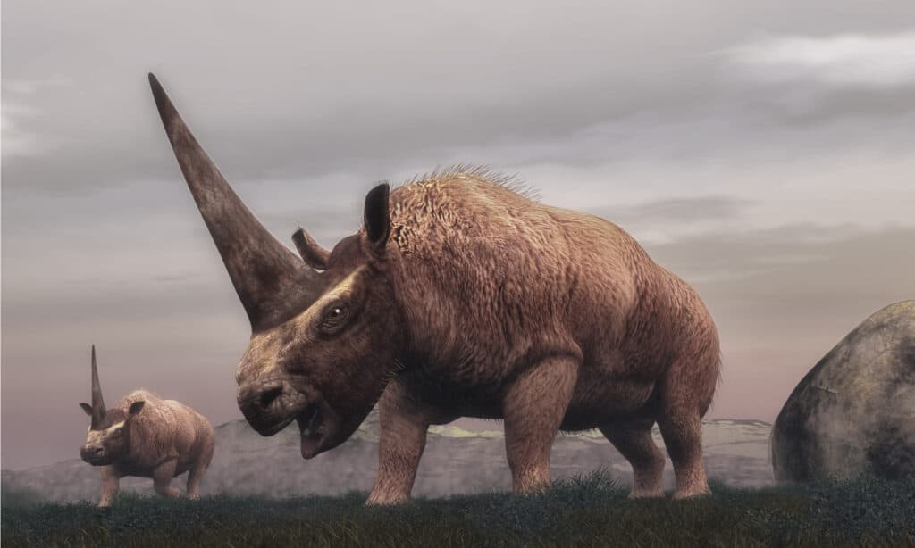 L'Elasmotherium est célèbre pour sa corne monstrueuse de 3 mètres.