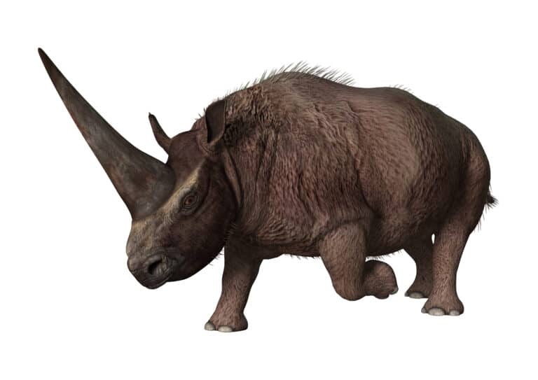 Elasmotherium isolated on white background.