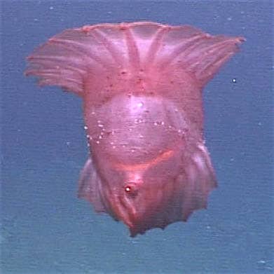 Enypniastes is a genus of deep-sea sea cucumber.
