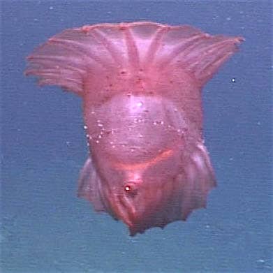 Enypniastes is a genus of deep-sea sea cucumber. 