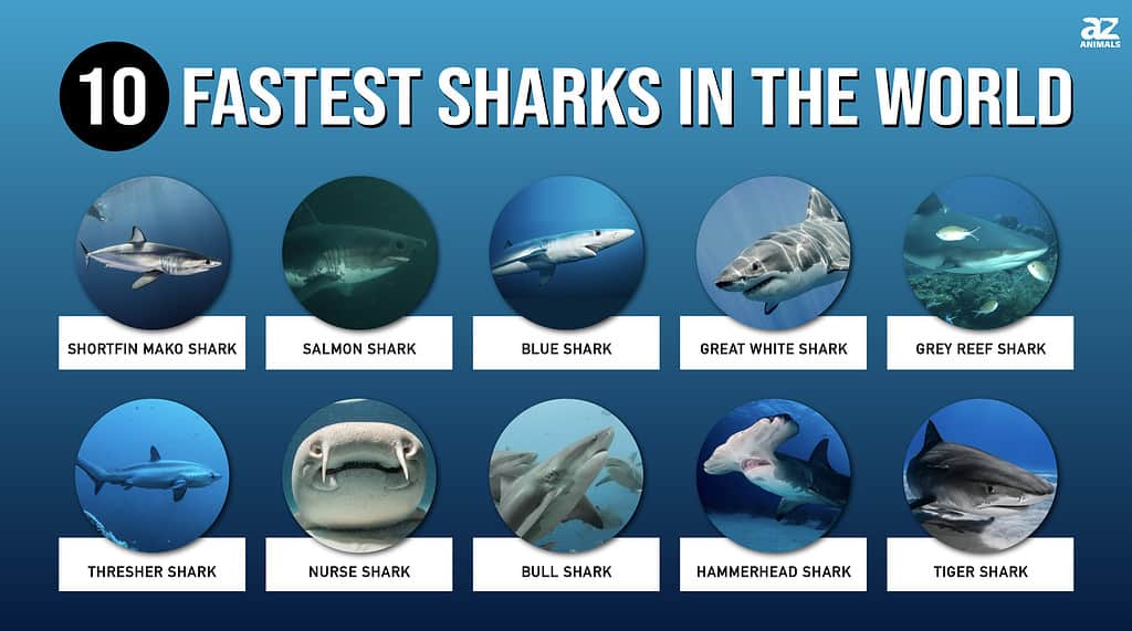 The 10 Fastest Sharks in the World - A-Z Animals