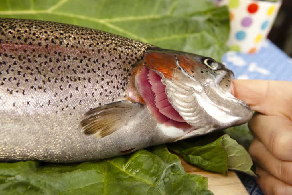 Fish with open gills