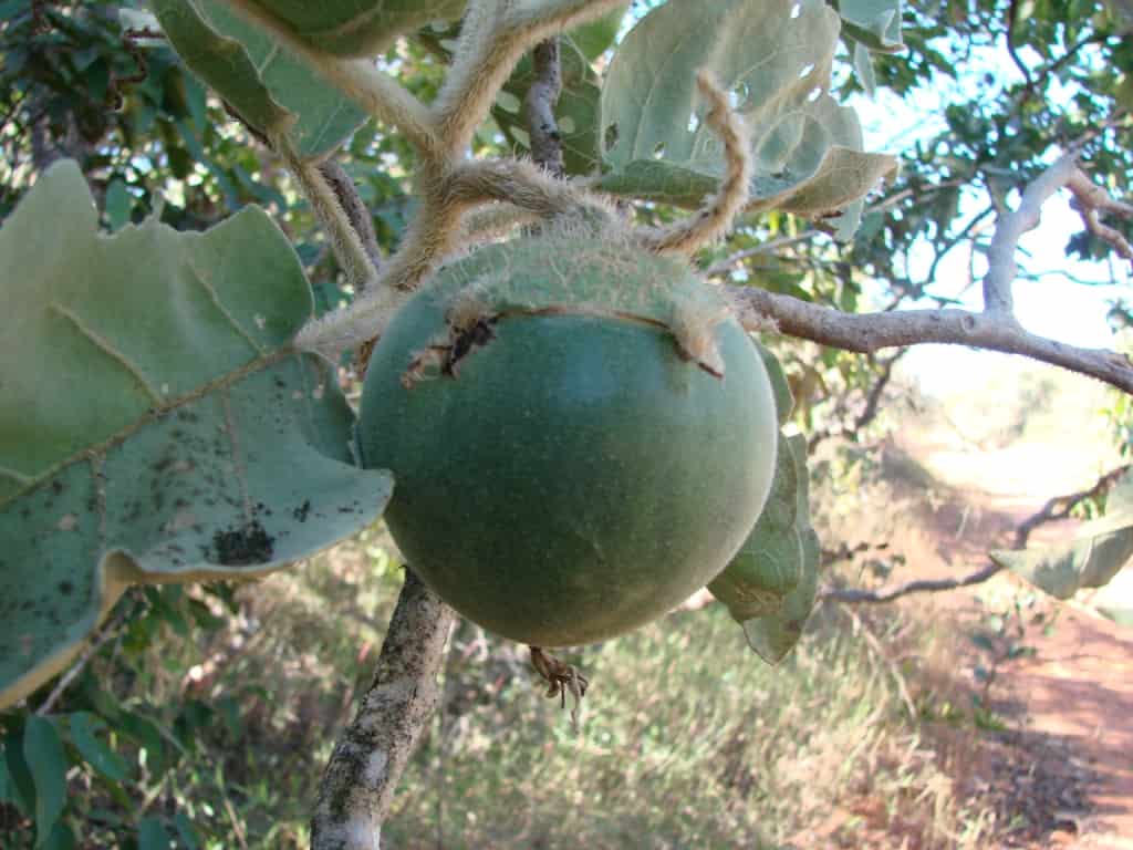 Fruit of the wolf apple, one of the main plant foods of the maned wolf