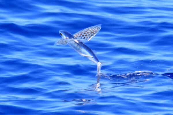 Flying fish flying on sea