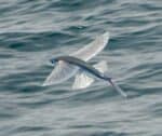 Flying Fish Animal Facts - Exocoetidae - A-Z Animals