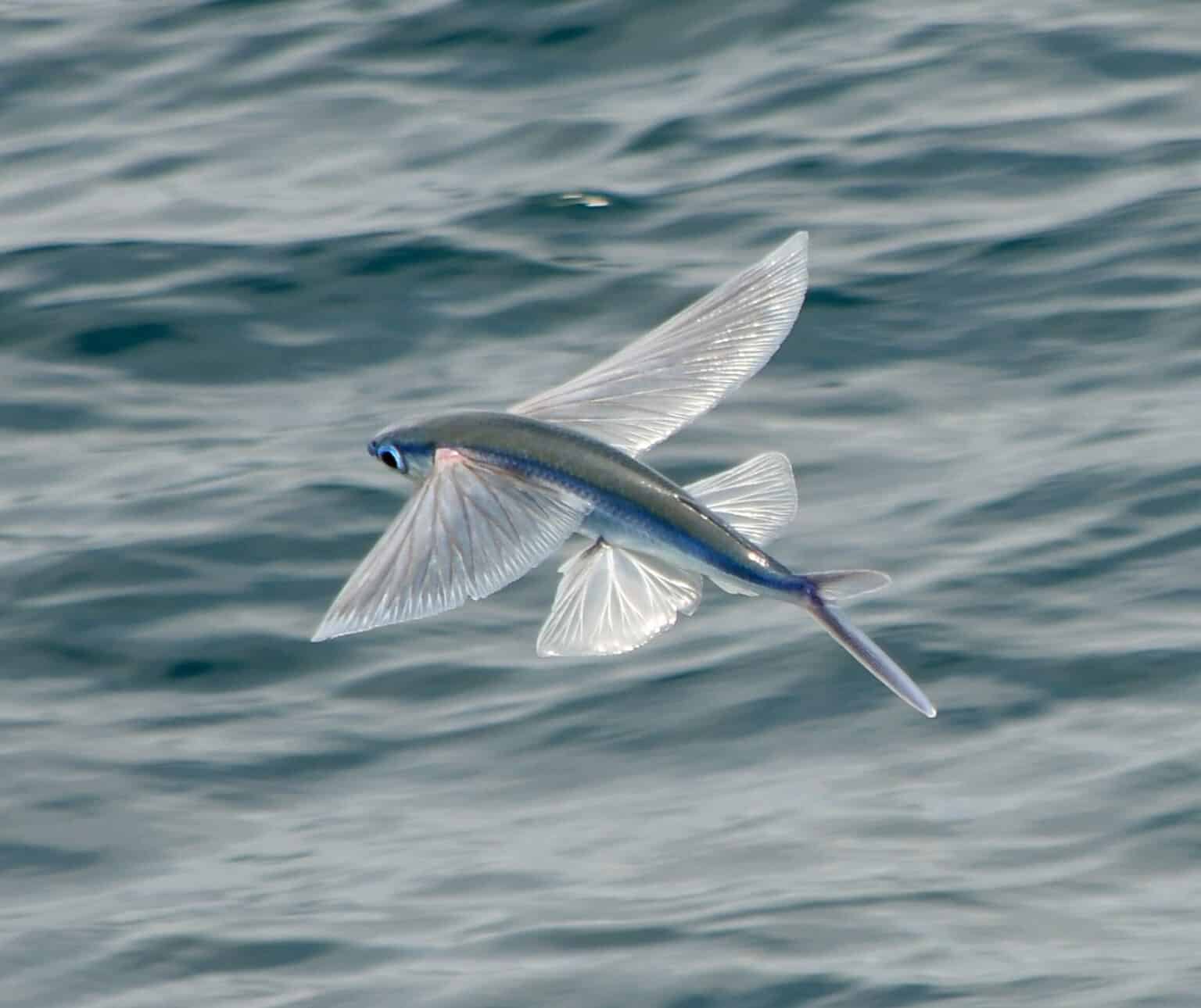 flying fish