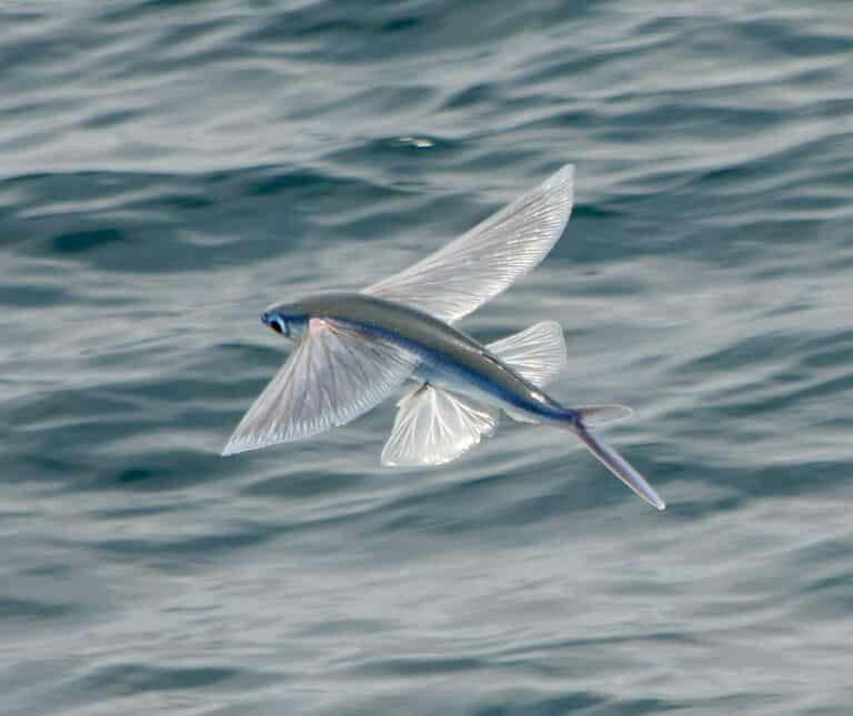 Flying Fish Facts - A-Z Animals