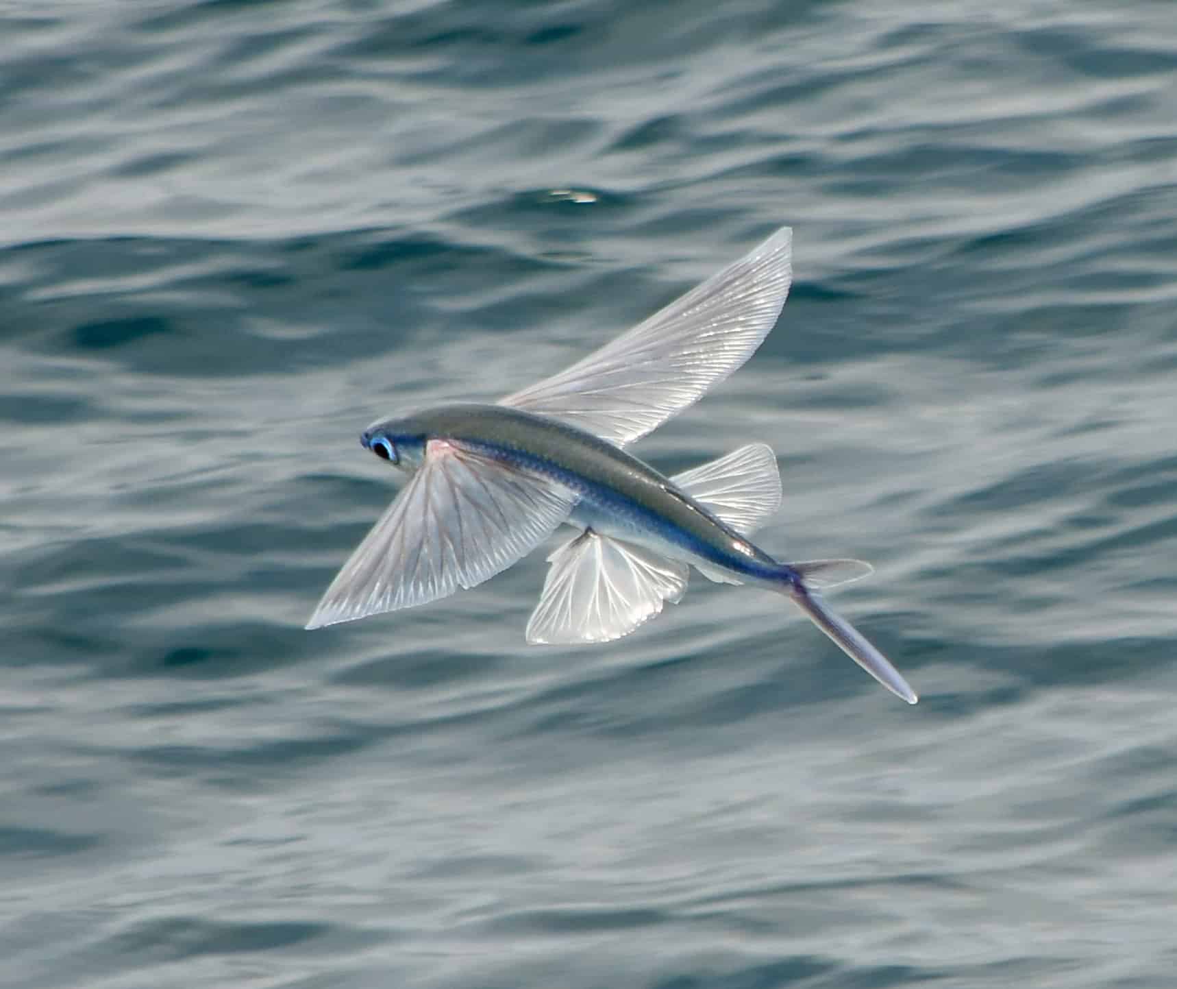 Flying Fish in Action