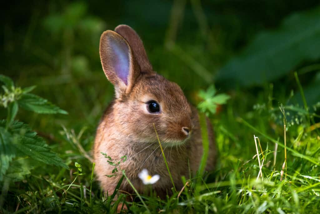 Rabbit Spirit Animal Symbolism and Meaning - AZ Animals