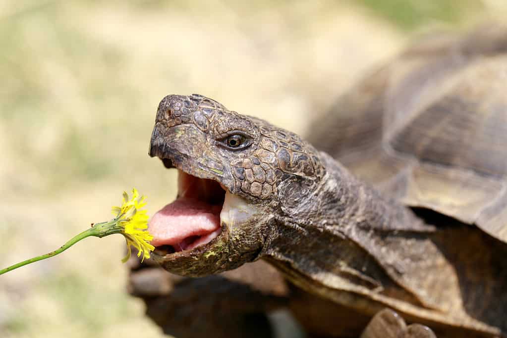 Captive adult male California Desert Tortoise eating Dandelion. San Rafael, Marin County, California, USA.