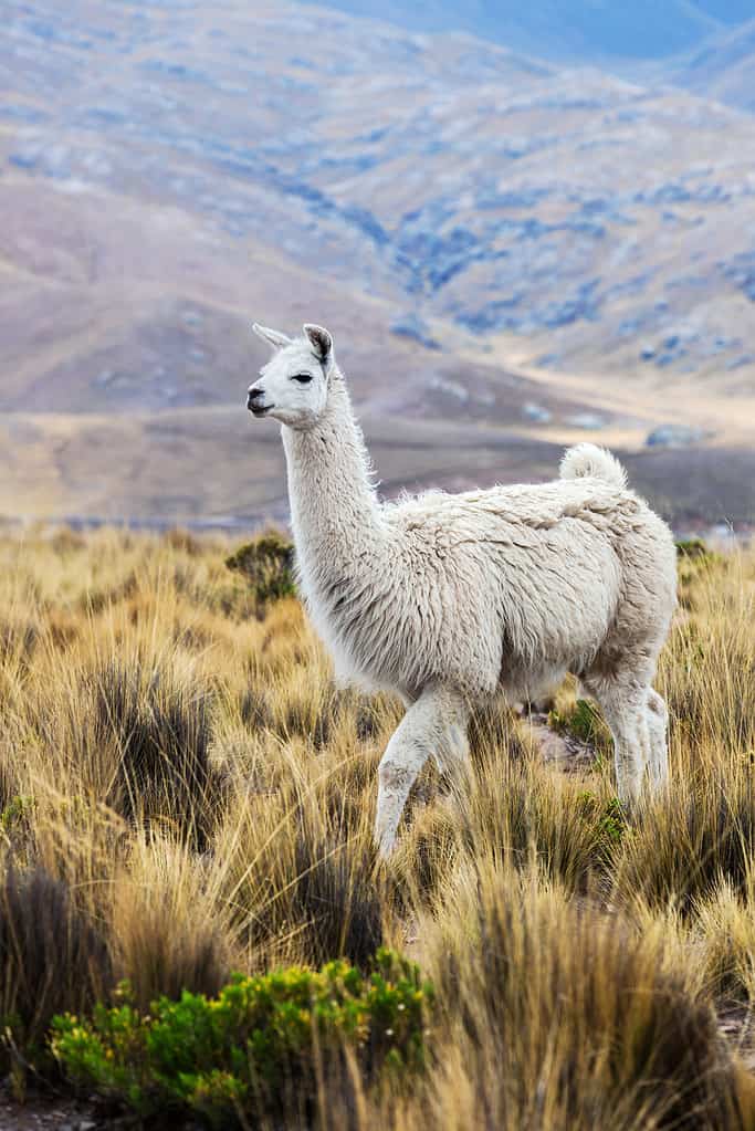 beautiful lama in a pasture in the mountains