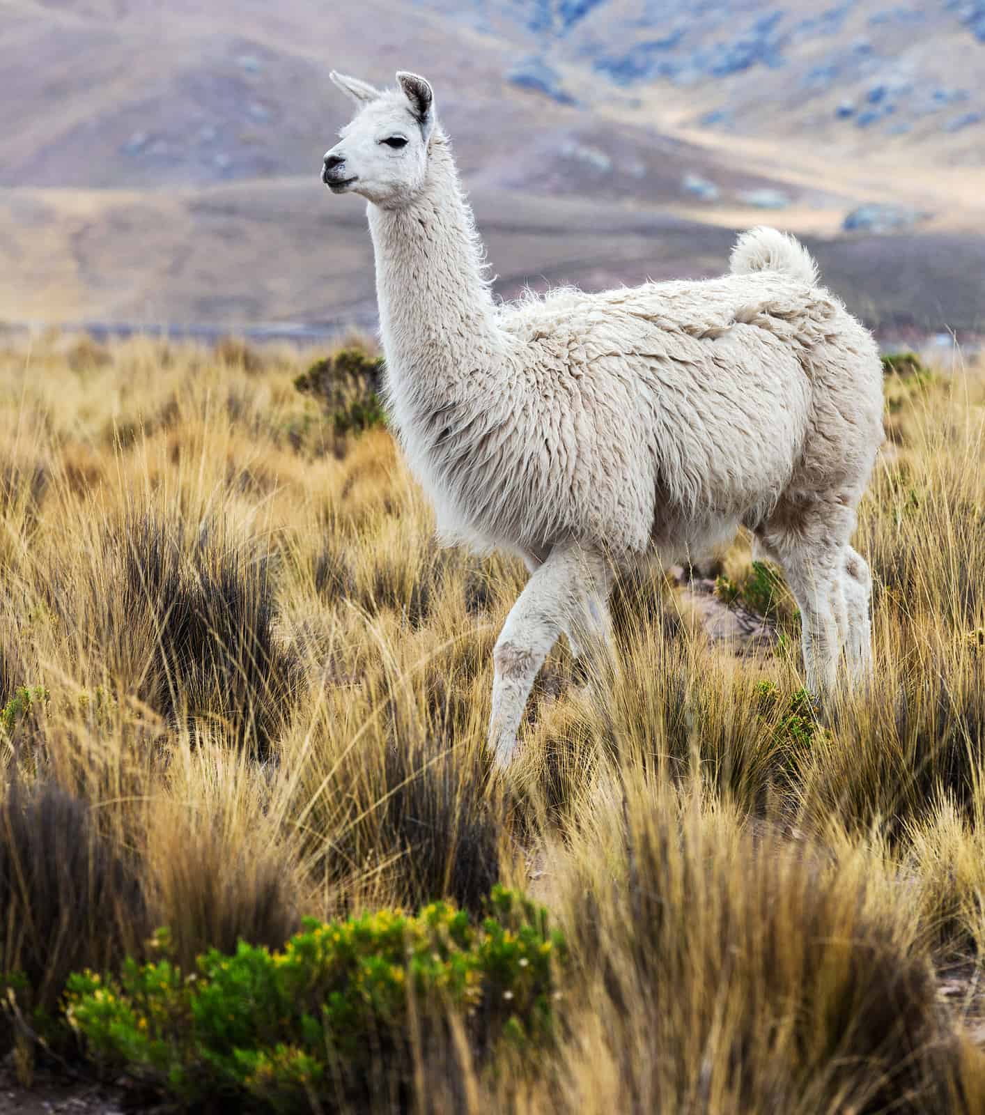 beautiful lama in a pasture in the mountains