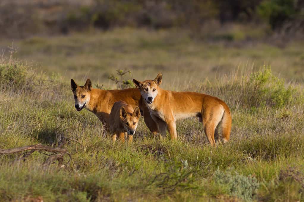 Dingoes in Cape Range National Park