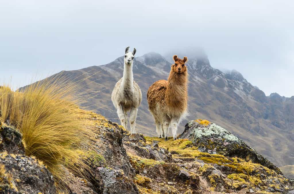 Llamas wandering the mountains of rural Peru