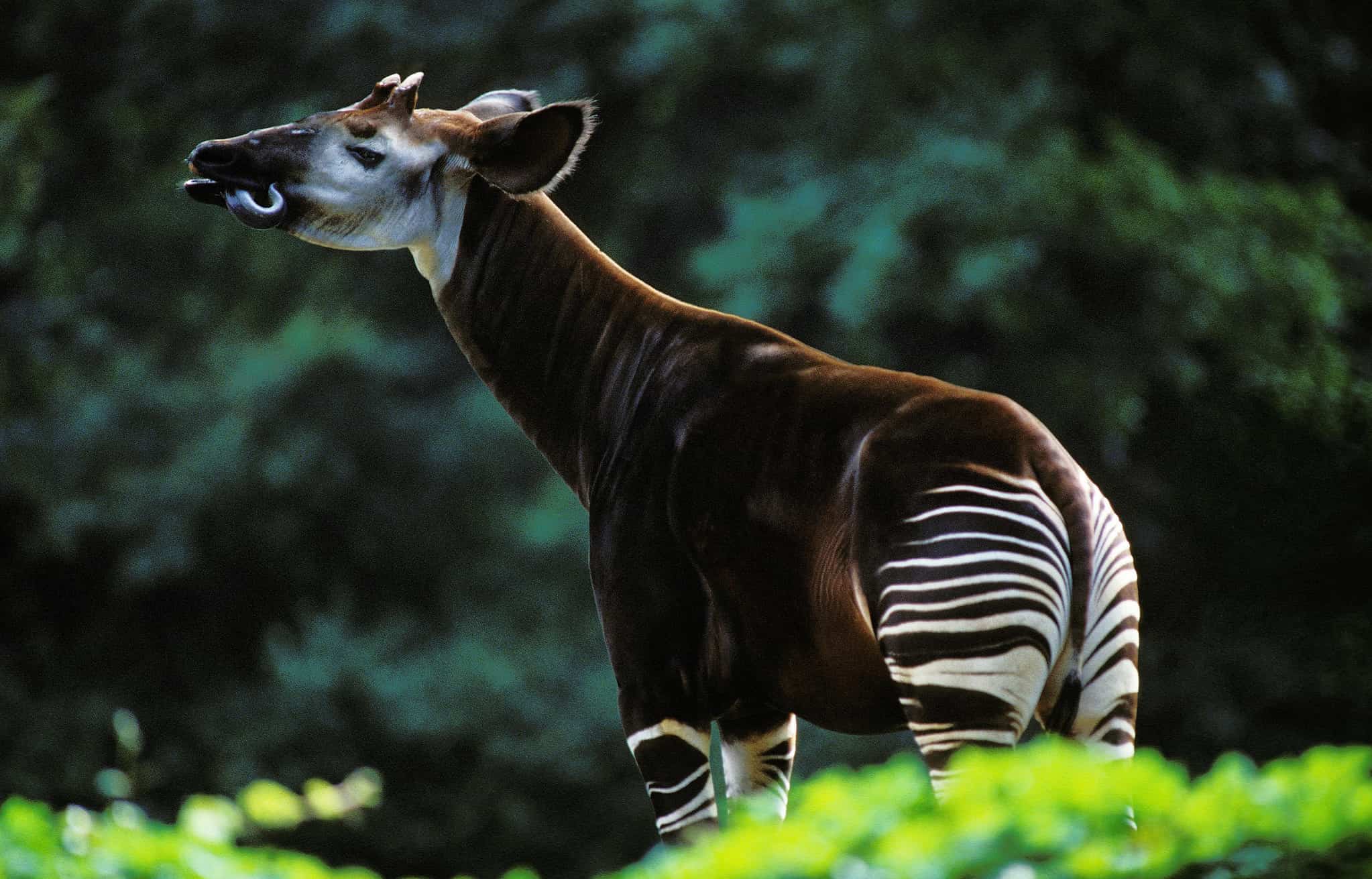10 Essential Facts About Okapis A Z Animals 10 Essential Facts About Okapis A Z Animals