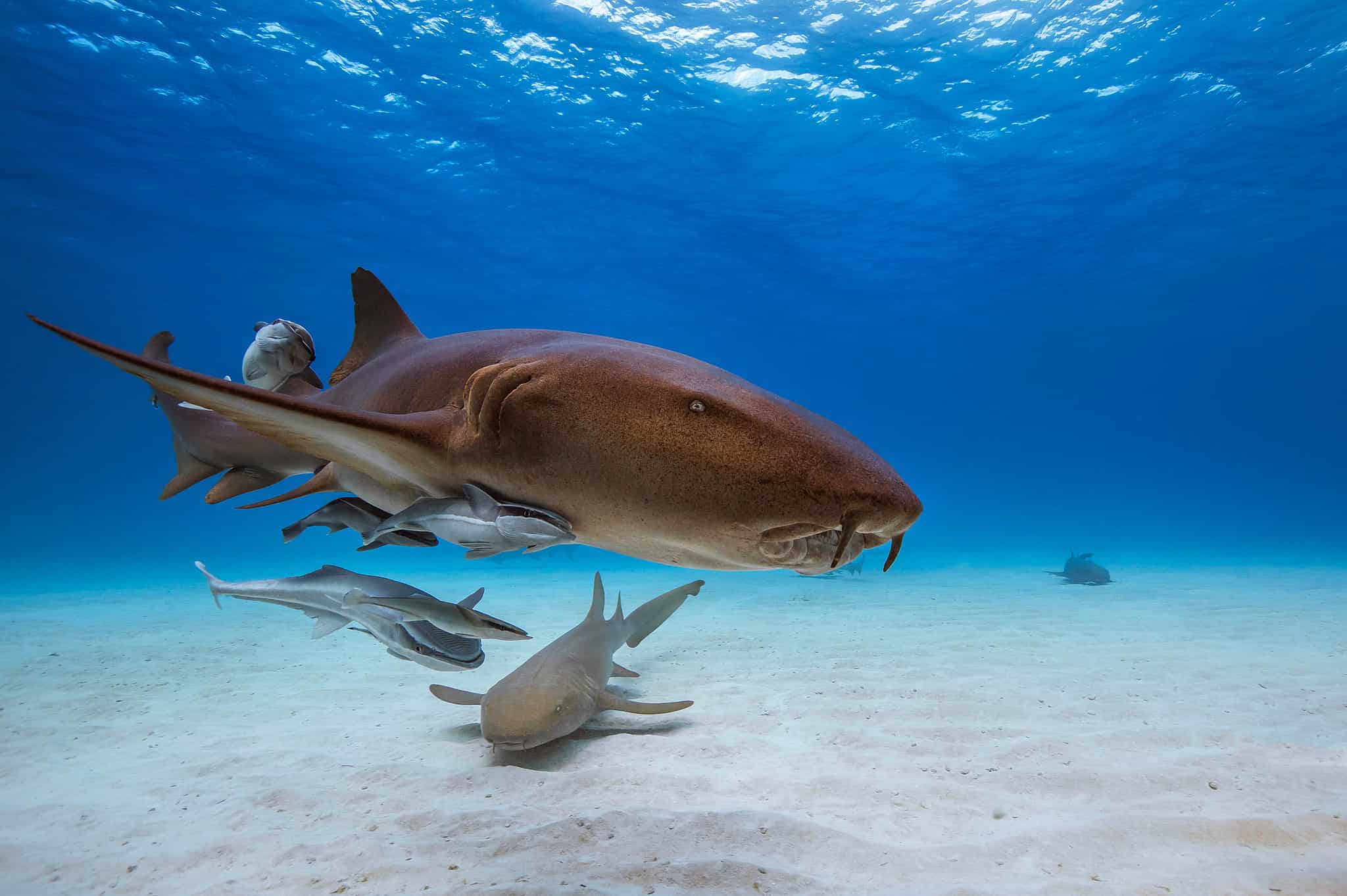 Discover How Long Sharks Can Survive Out of Water - A-Z Animals