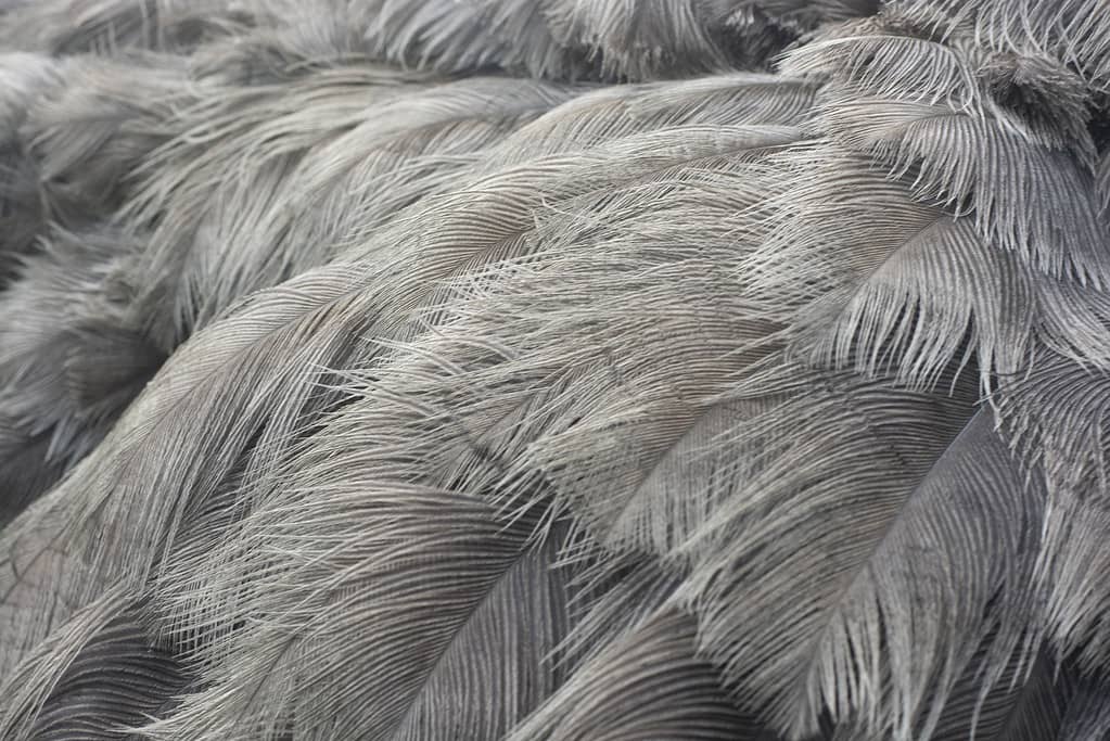 A close up image of the feathers on a emu