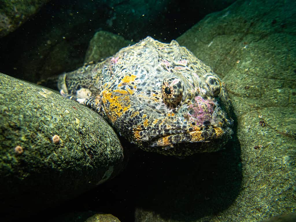 Colorful Blob Sculpin Rests on Rocks Underwater Southeast Alaska, USA in Juneau, AK, United States