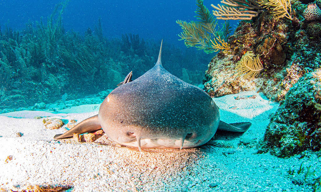 Picture shows a nurse shark during a scuba dive at Belize