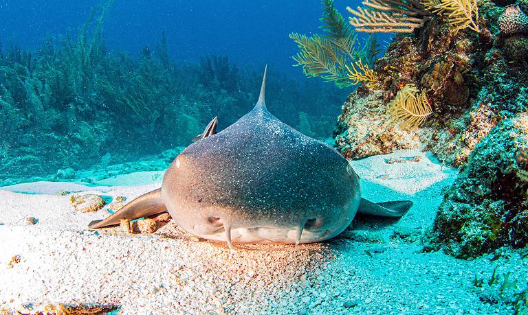 Nurse Shark
