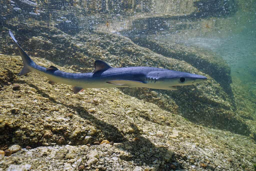 Juvenile blue shark underwater, Prionace glauca, in shallow water near rocky sea shore, Atlantic ocean, Galicia, Spain