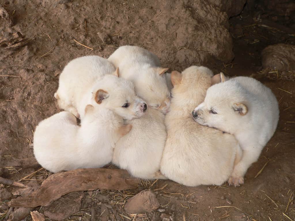 Dingo Puppies 3 weeks old