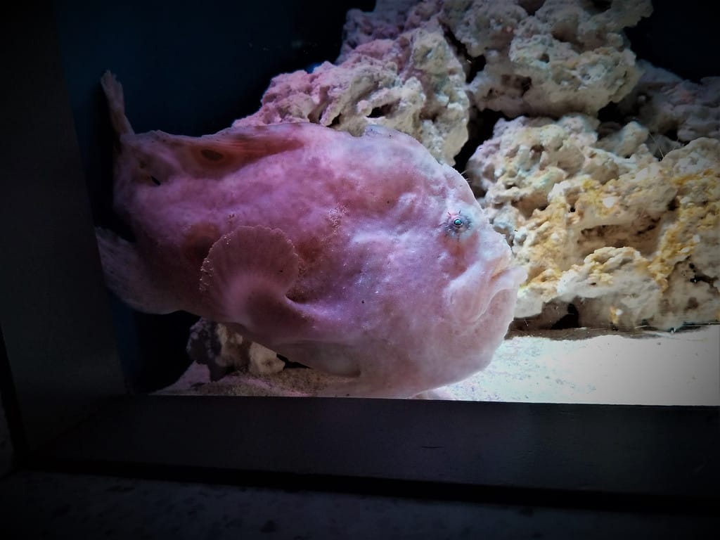 Blobfish at an aquarium