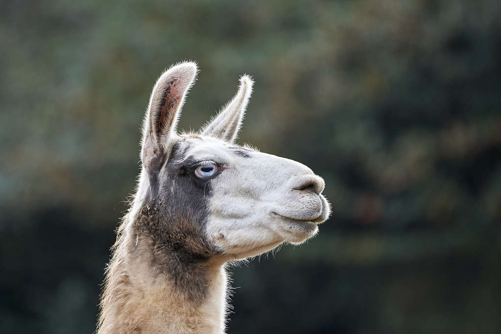 Llama in Cabarceno Natural Park, in Cantabria, Spain, Europe