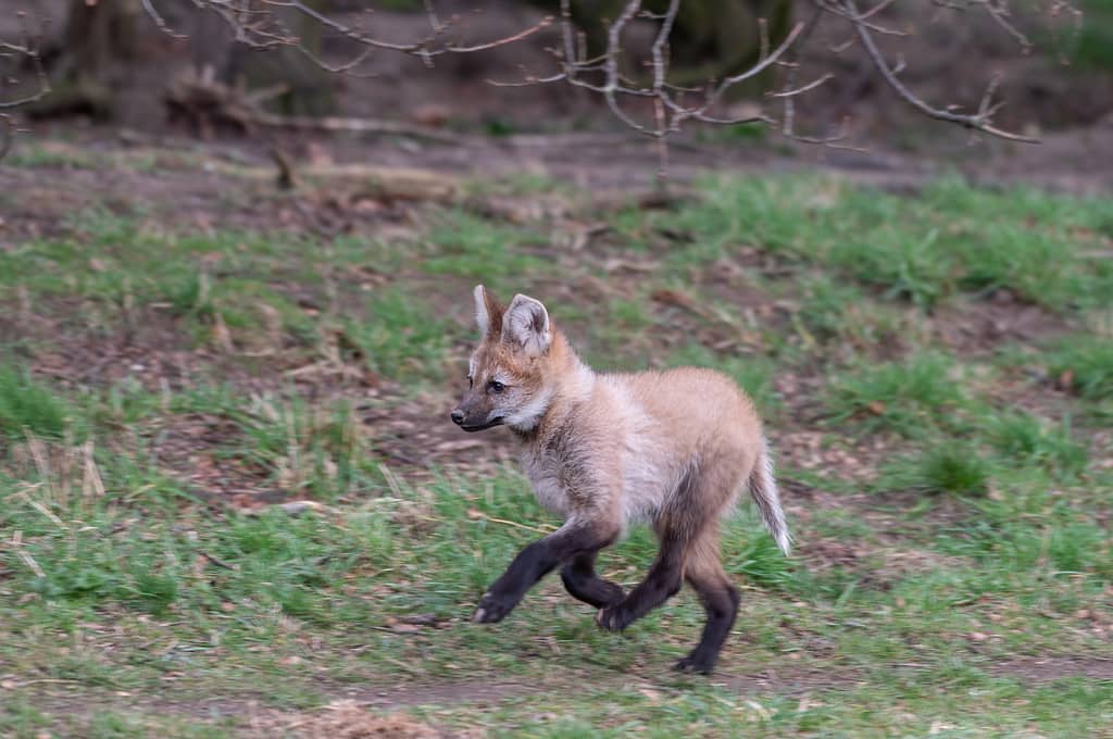 Young Maned Wolf Cub Running on Grass