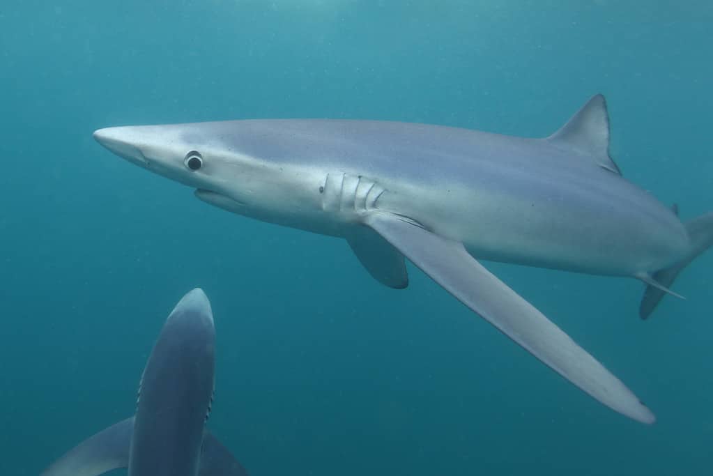 blue sharks, Prionace glauca, off Cape Point, South Africa