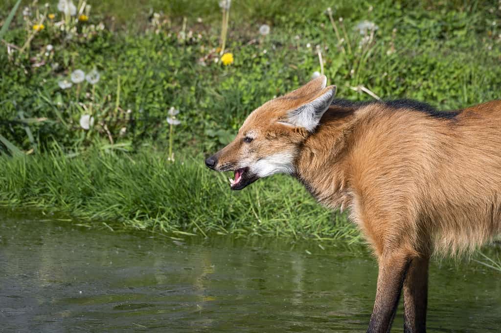 Maned Wolf Standing in Water