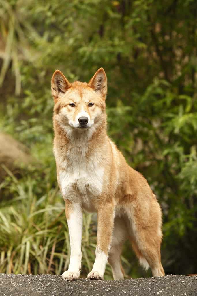 Dingo, Australia.