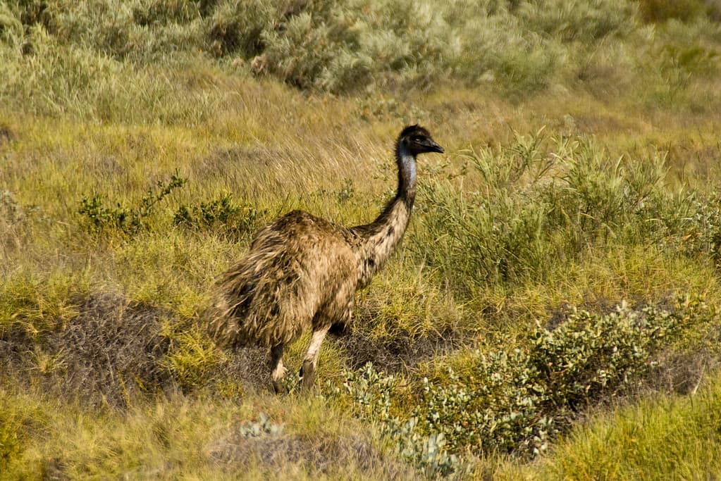 One of the many emus endemic to the Exmouth region of Western Australia's Coral Coast.