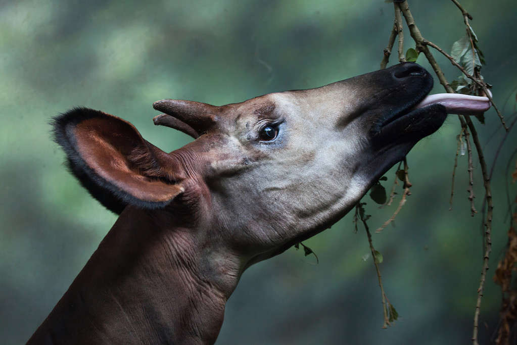 Okapi (Okapia johnstoni). Wild life animal.