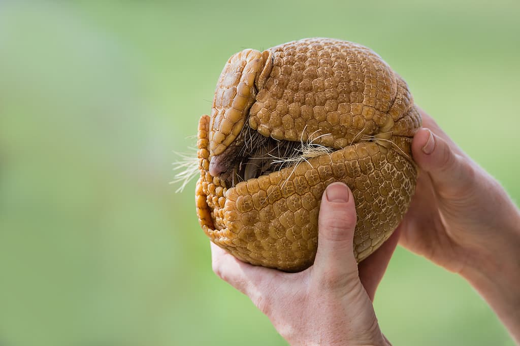 Hands holding a three-banded armadillo (Tolypeutes matacus), rolled up into a defensive ball. Green background with copy space.