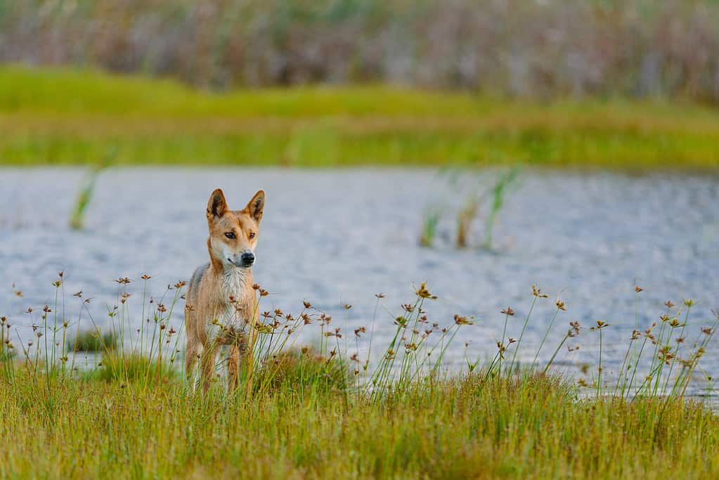 Dingo around the beach in Great Sandy National Park, Fraser Island Waddy Point, QLD, Australia