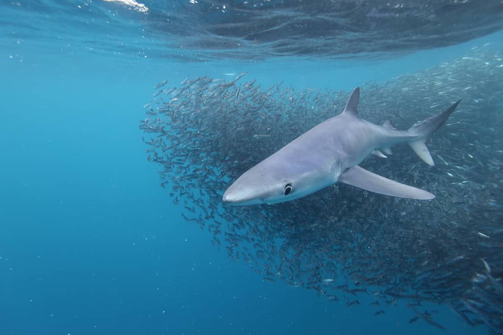 blue shark, Prionace glauca, and anchovy baitball, Cape Point, South Africa, Atlantic Ocean