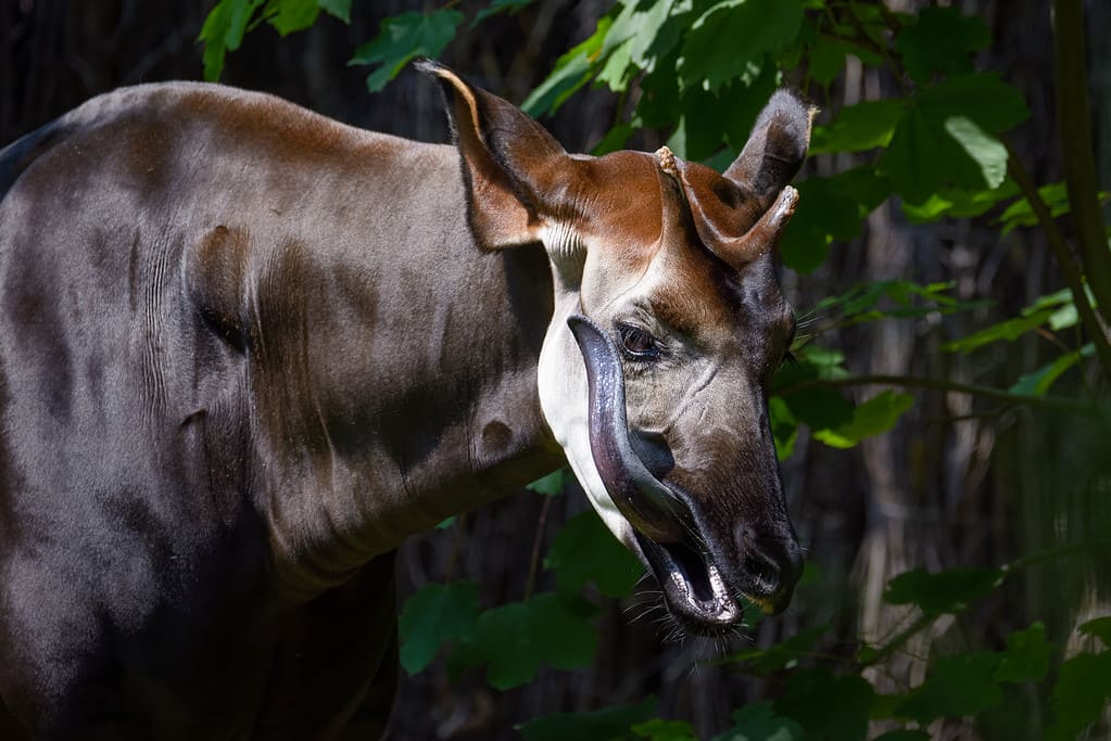 Closeup of an Okapi licking its face by Thorsten Spoerlein (www.thorstenspoerlein.com)