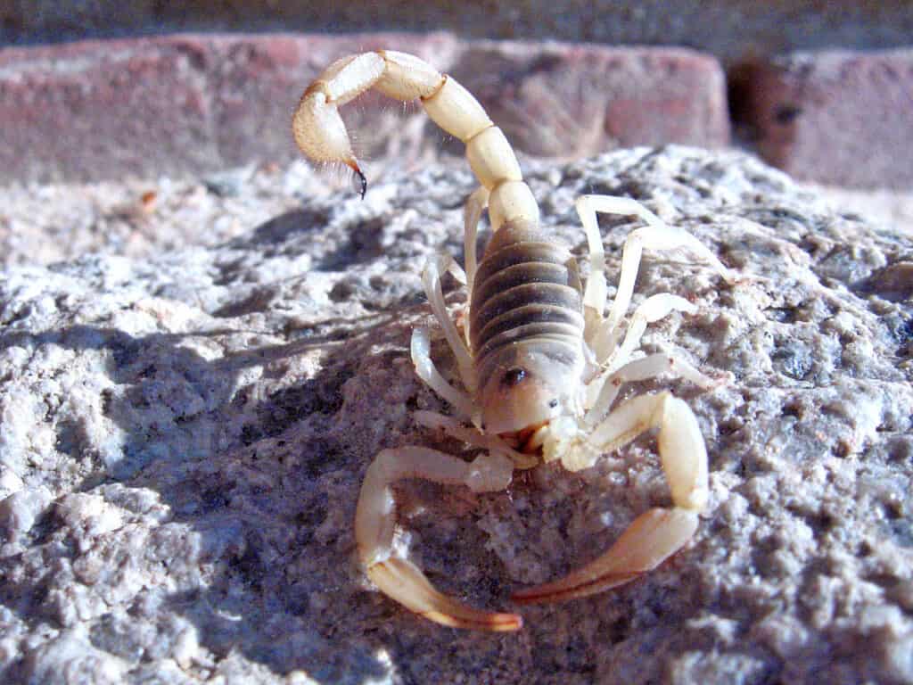 Giant hairy scorpion Twentynine Palms Ca 2813 RobbHannawacker