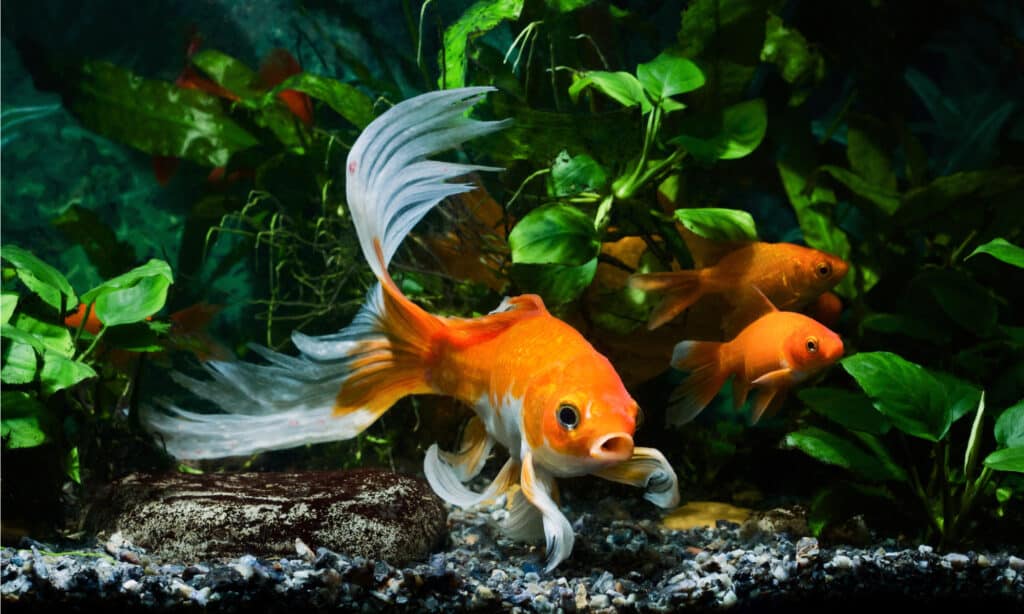 Goldfish with long fins