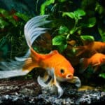 Long fin goldfish swimming in tank.