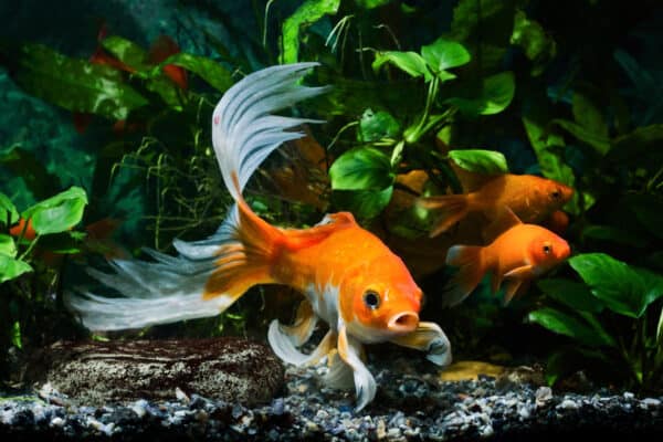Long fin goldfish swimming in tank.