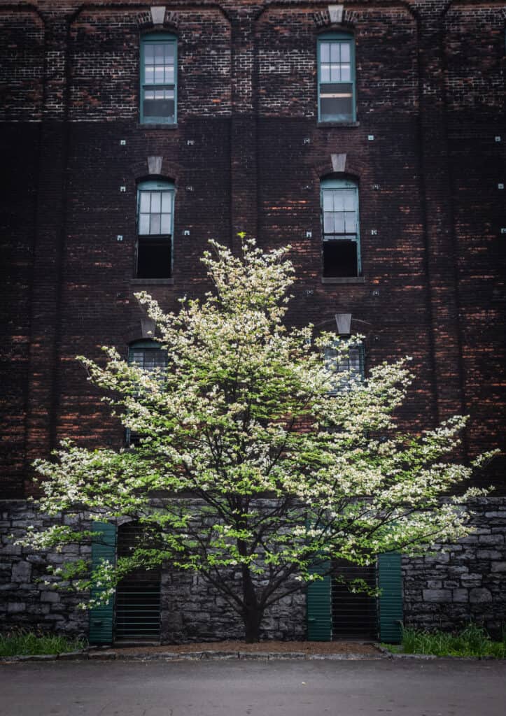 Gray Dogwood