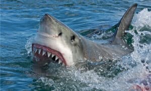 The Complete History of Great White Sharks in Aquariums (Never Lived More than 198 Days!) Picture