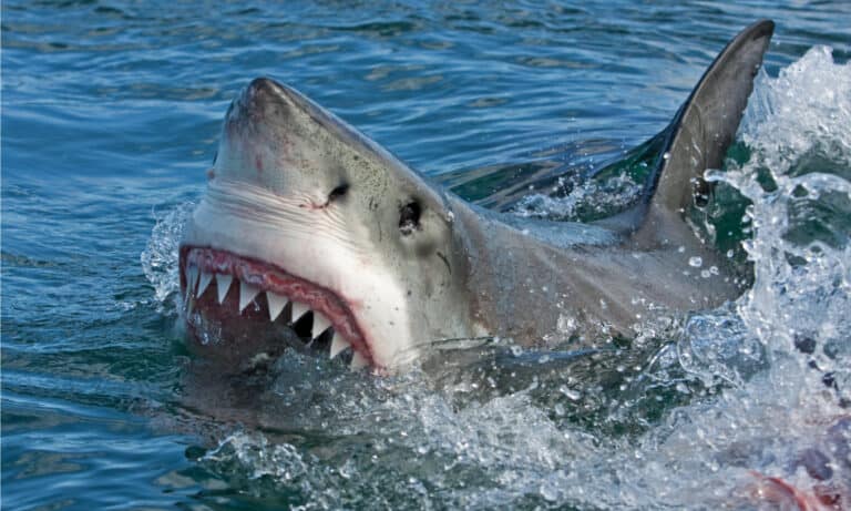 Great White Shark stalks diver