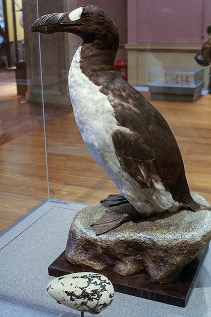 The Great Auk (Pinguinus impennis) 