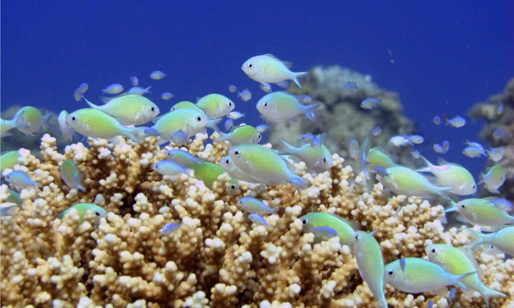 Green Chromis on coral
