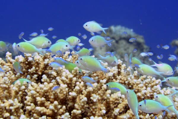 School of the Bluegreen chromis (Chromis viridis) hiding and pulsing inside the hard coral at beautiful shallow lagoon of the Red sea.